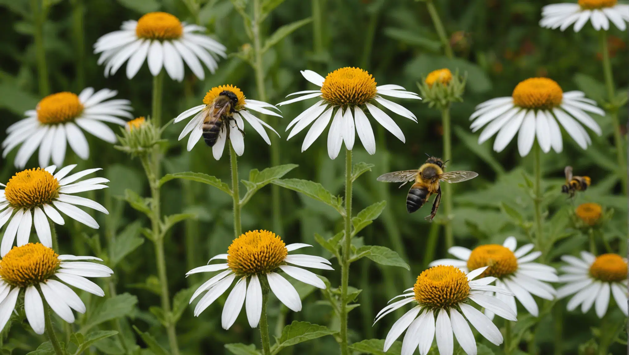 découvrez des astuces simples pour améliorer la pollinisation au jardin et favoriser la croissance de vos plantes. conseils pratiques pour attirer les pollinisateurs naturels dans votre espace vert.